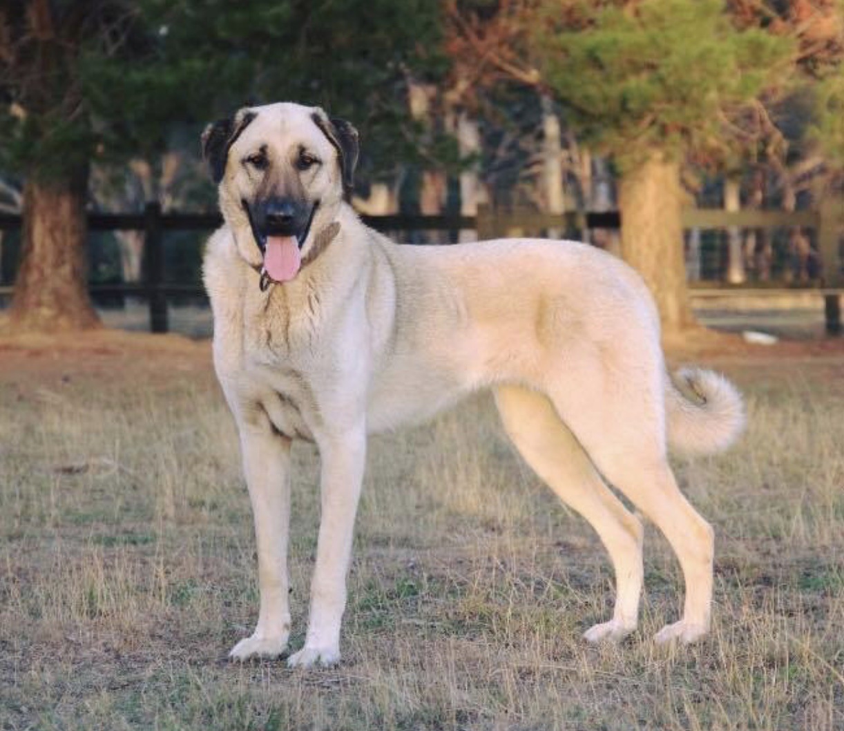 Aydın'da sahipsiz köpek saldırısı: Kadın hukuk mücadelesi başlattı
