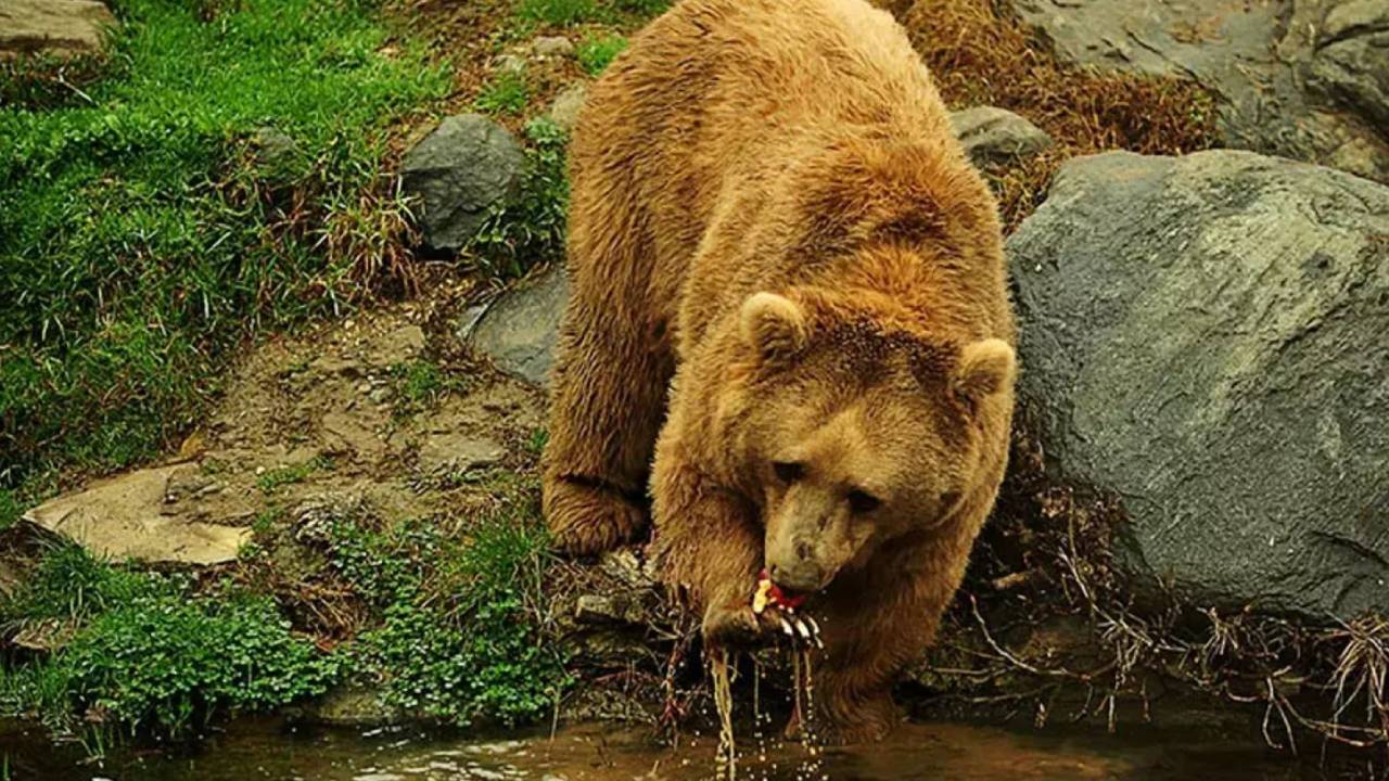 Ayı Popülasyonu Artıyor: Uzmanlardan 'Önlem Alınmalı' Uyarısı