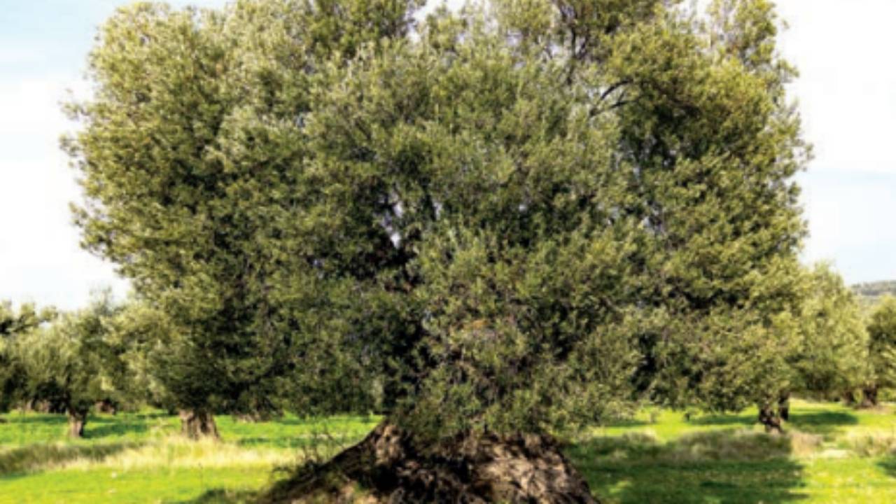Ayvalık'ın 400 Yıllık Zeytin Ağaçları Tescil ile Geleceğe Taşınıyor