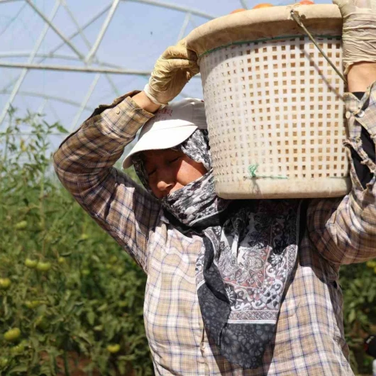 Baba Kız Bin 500 Rakımda Sera Kurdu: 20 Ton Domates Hedefi