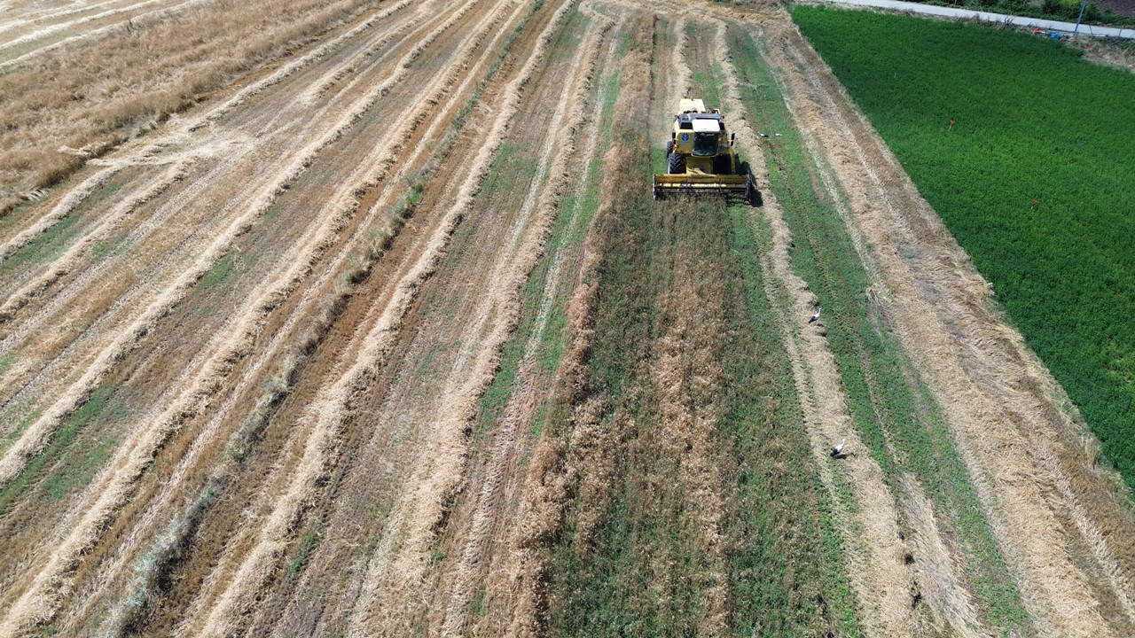 Bafra Ovası'nda 200 bin dekarlık arpa ve buğday hasadı başlıyor