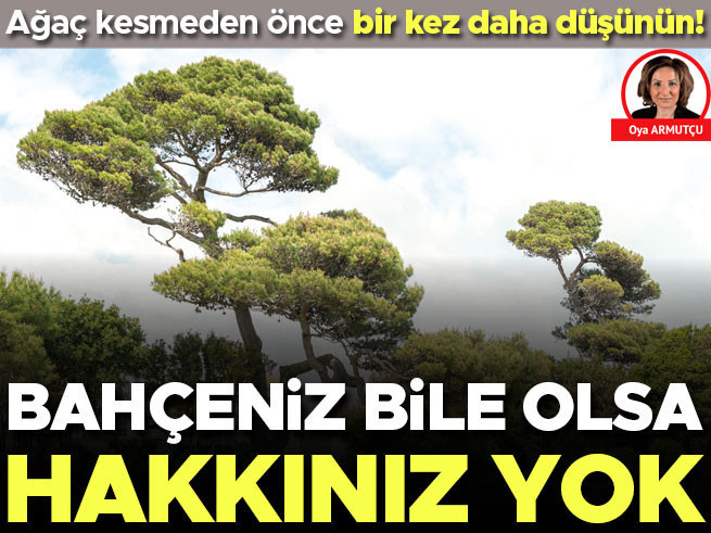 Bahçenizdeki çam ağacını izinsiz kesmek yasak: Ceza 10 bin TL'ye kadar