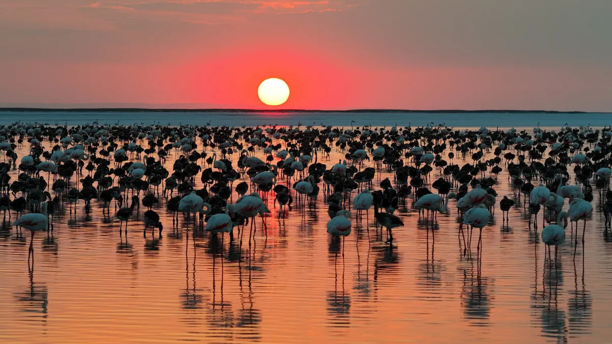 Bakan Kurum: Tuz Gölü'nde son 5 yılın en yüksek yavru flamingo sayısına ulaştık