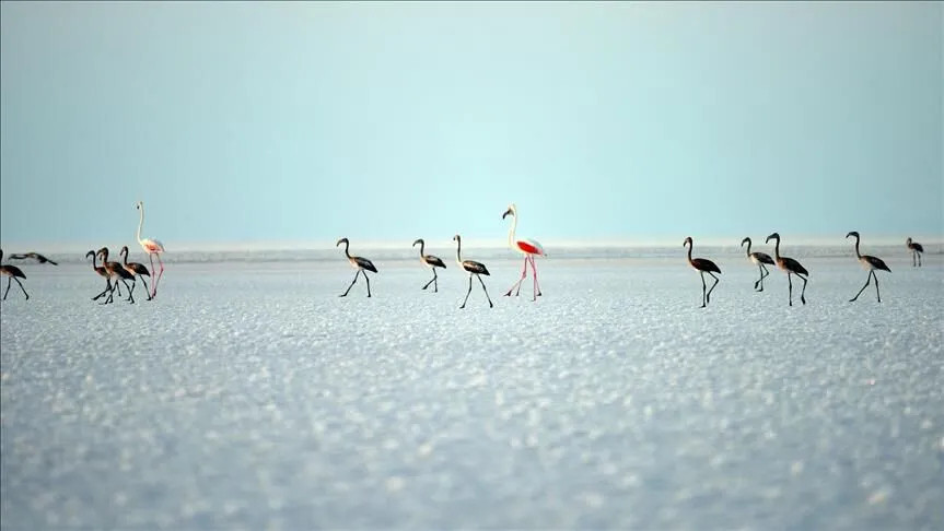 Bakan Kurum: Tuz Gölü'nde flamingo sayısı son 5 yılın zirvesinde