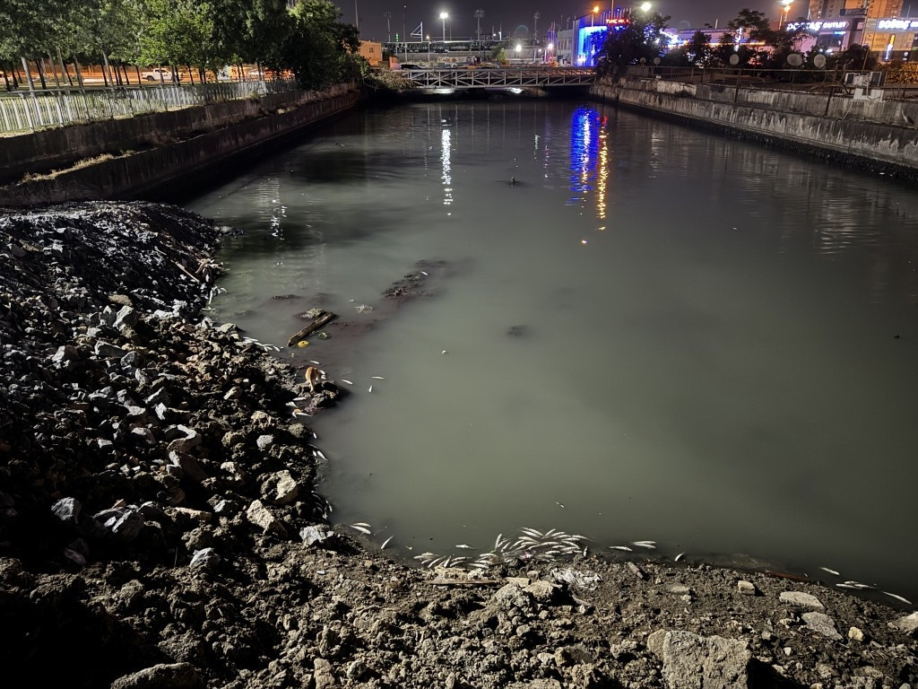 Bakırköy'de dere yatağında binlerce balık öldü, kıyıya vurdu