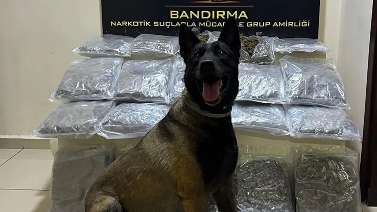 Balıkesir'de gübre çuvallarına gizlenmiş 11 kilo skunk ele geçirildi; 2 tutuklu