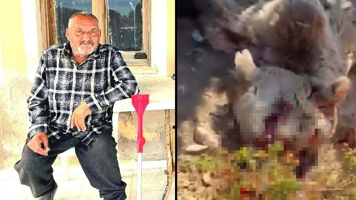 Balkonda Uyurken Ayı Saldırısına Uğrayan 70 Yaşındaki Adam Hayatını Kaybetti