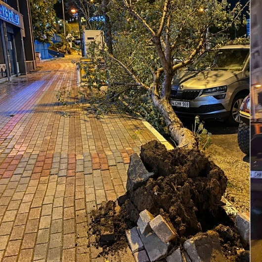 Bandırma'da Fırtına Ağacı Devirdi, Park Halindeki Otomobil Hasar Gördü