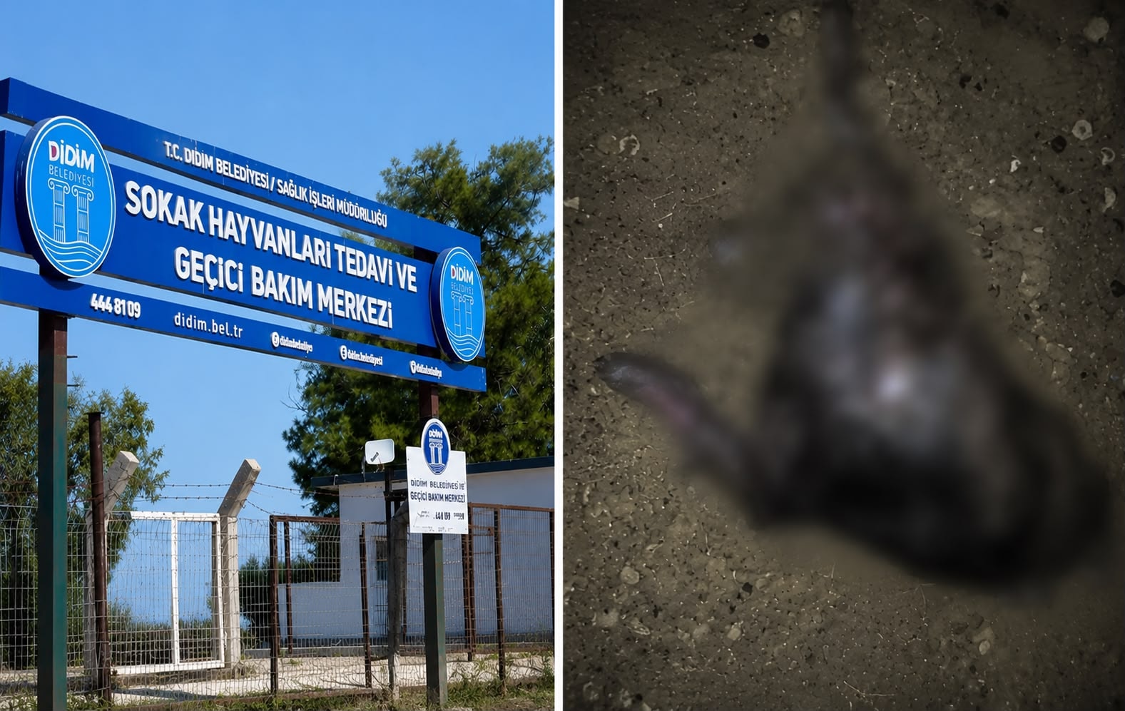 Barınakta Gömülü Köpekler: Didim'de Skandal İddiası