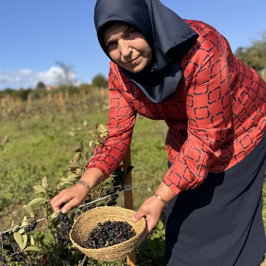 Bartın'da Aronya Bahçesi Kazanç Kapısı Oldu