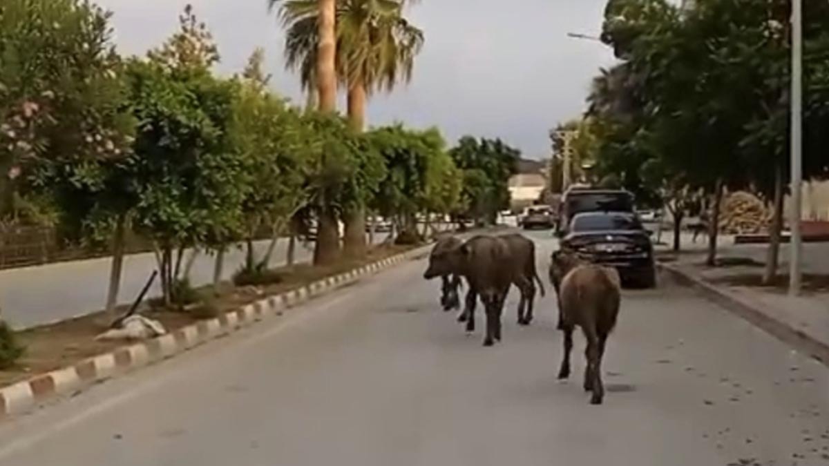 Başıboş Angus Sığırları Samandağ'da Şehre İndi