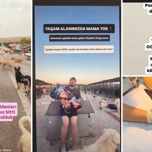 Başıboş Köpekler Toplandı: Bağış Kampanyaları Devam Ediyor