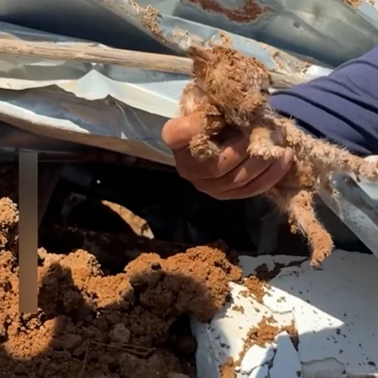 Batı Şeria'da Yıkım Enkazından Gelen Can Sesi: Yavru Kedi Kurtarıldı