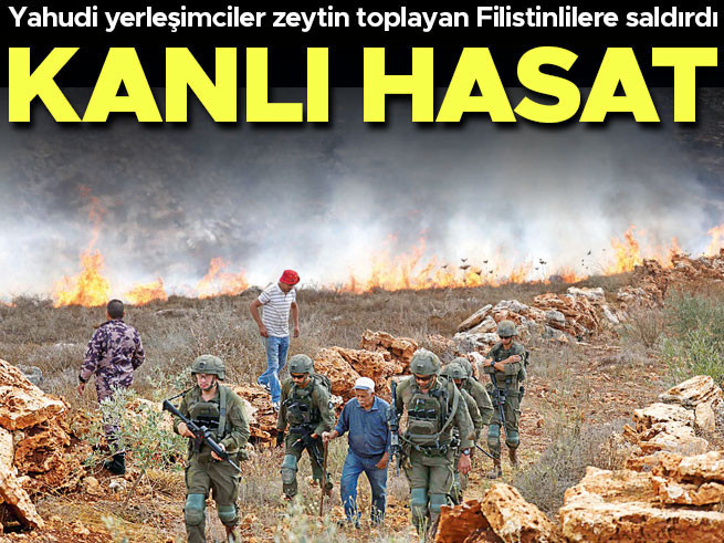 Batı Şeria’da Zeytin Hasadına Saldırı: 16 Yaralı