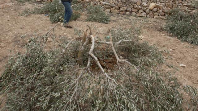 Batı Şeria'da zeytin hasadına saldırı: Ağaçlar yakıldı, gazeteci yaralandı