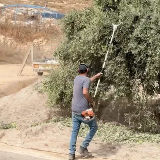 Batı Şeria'da zeytin hırsızlığı: İsrailliler Filistinlilerin mahsulünü çaldı