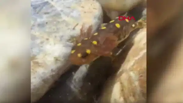 Batman'da Nesli Tehlike Altındaki Sarı Benekli Semender Görüntülendi