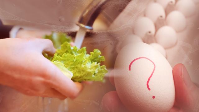 Belçika'da 306 Kişiye Salmonella Bulaşan Yumurtaların Neden Olduğu Belirlendi