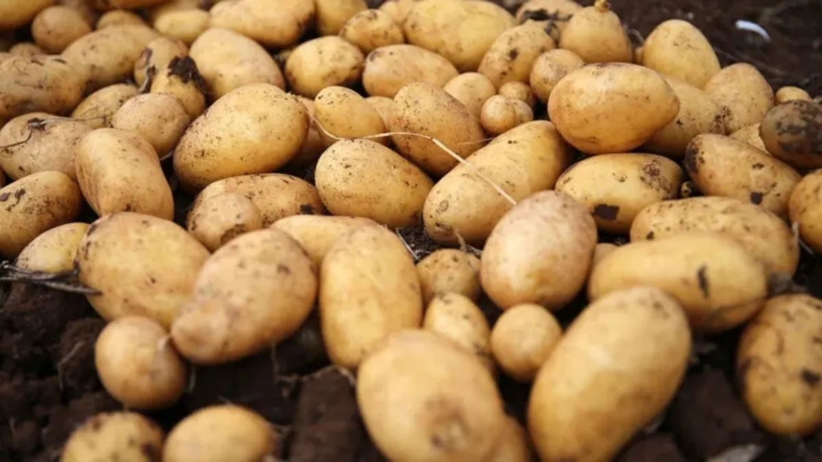 Belçika'da patates krizi: Verim kaybı yüzde 50'ye ulaşabilir