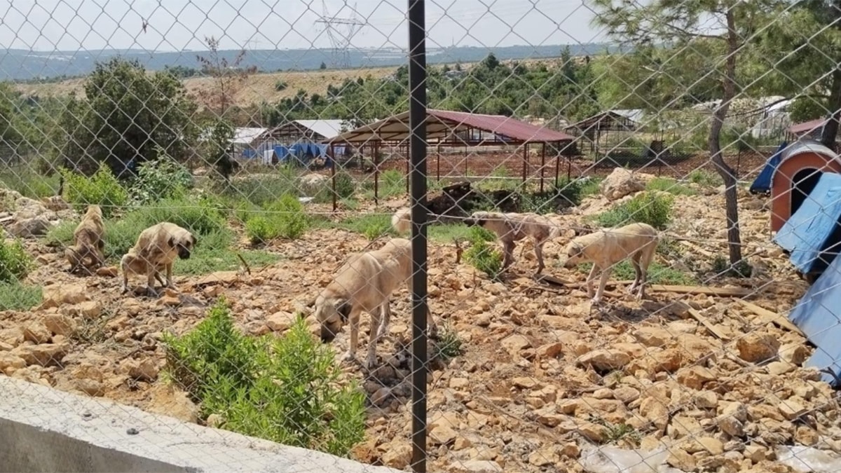 Belediyenin 'Barınağı' Kayalıkta: 600 Hayvan Esaret Altında