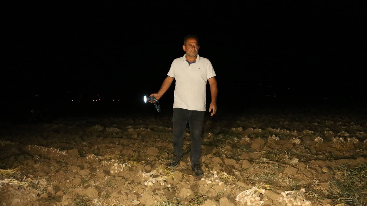 Beyaz altın için uykusuz nöbet: Taşköprü sarımsağı hırsıza geçit vermiyor