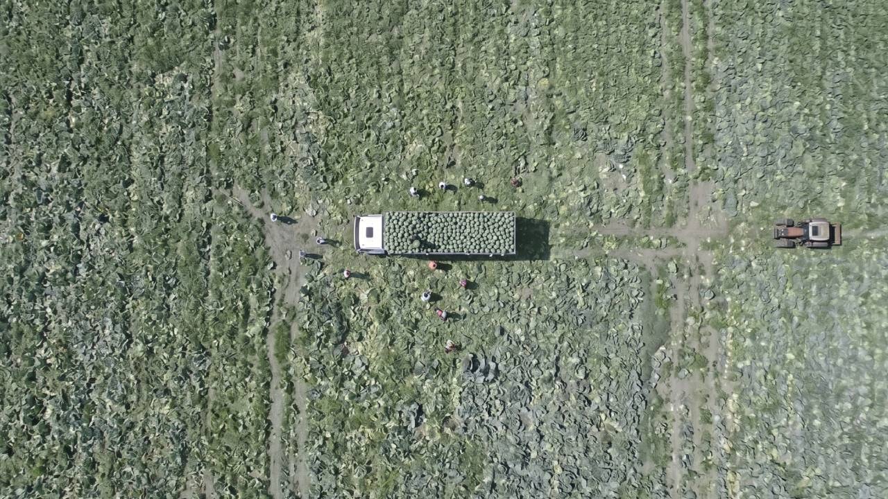 Beyaz incide dev hasat: Tırlar dolusu ürün yollarda