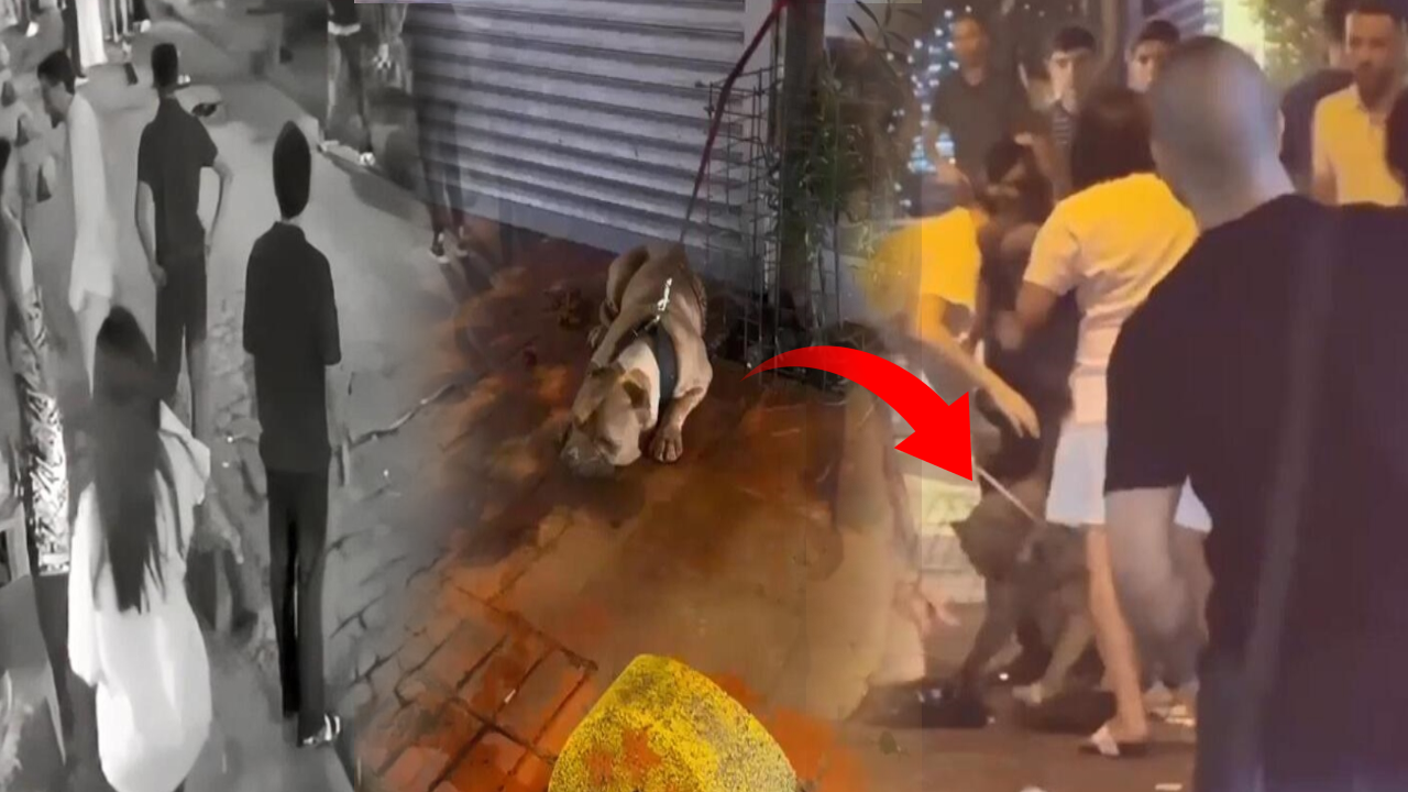 Beyoğlu'nda Pitbull Sahibi Kanlar İçinde Kaldı