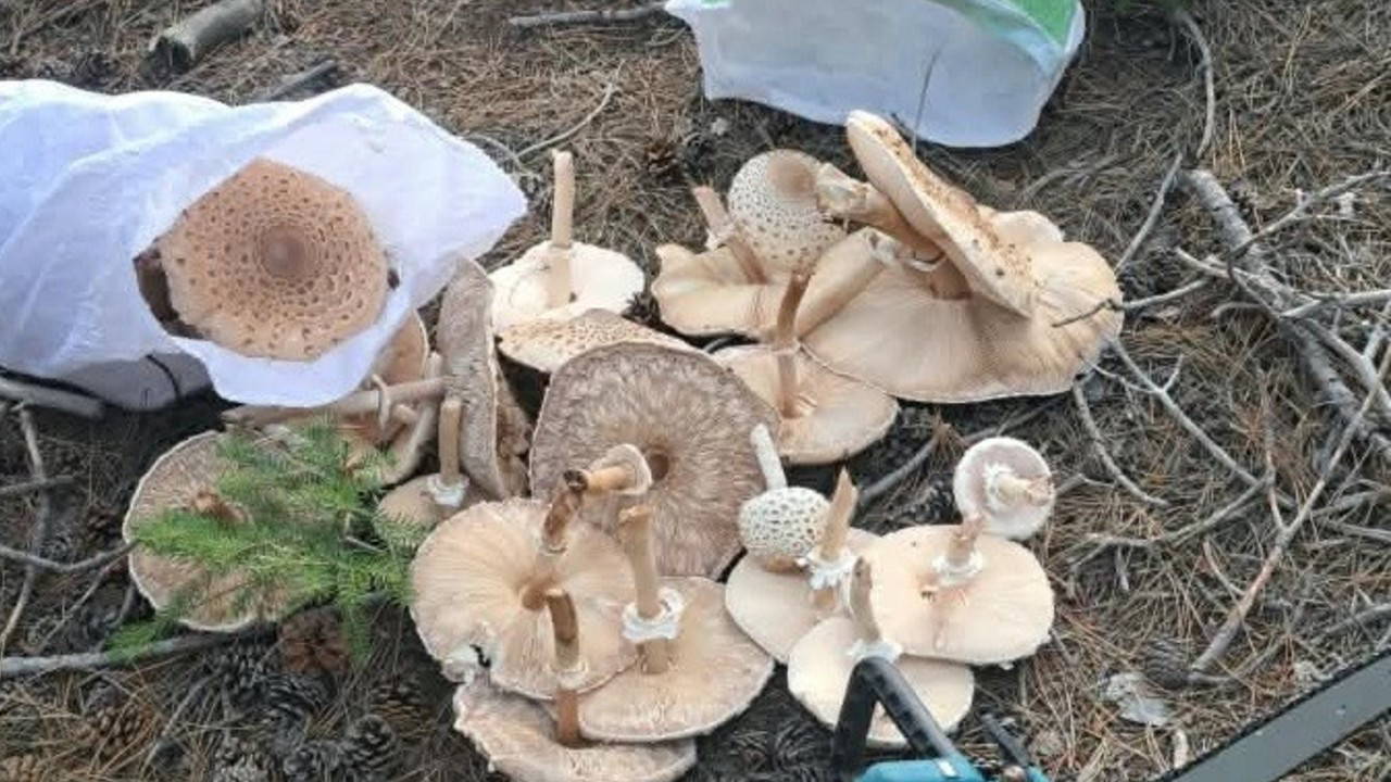 Beyşehir'de Dev Güz Mantarları: Yağmurla Büyüyen Şaşırtıcı Manzara