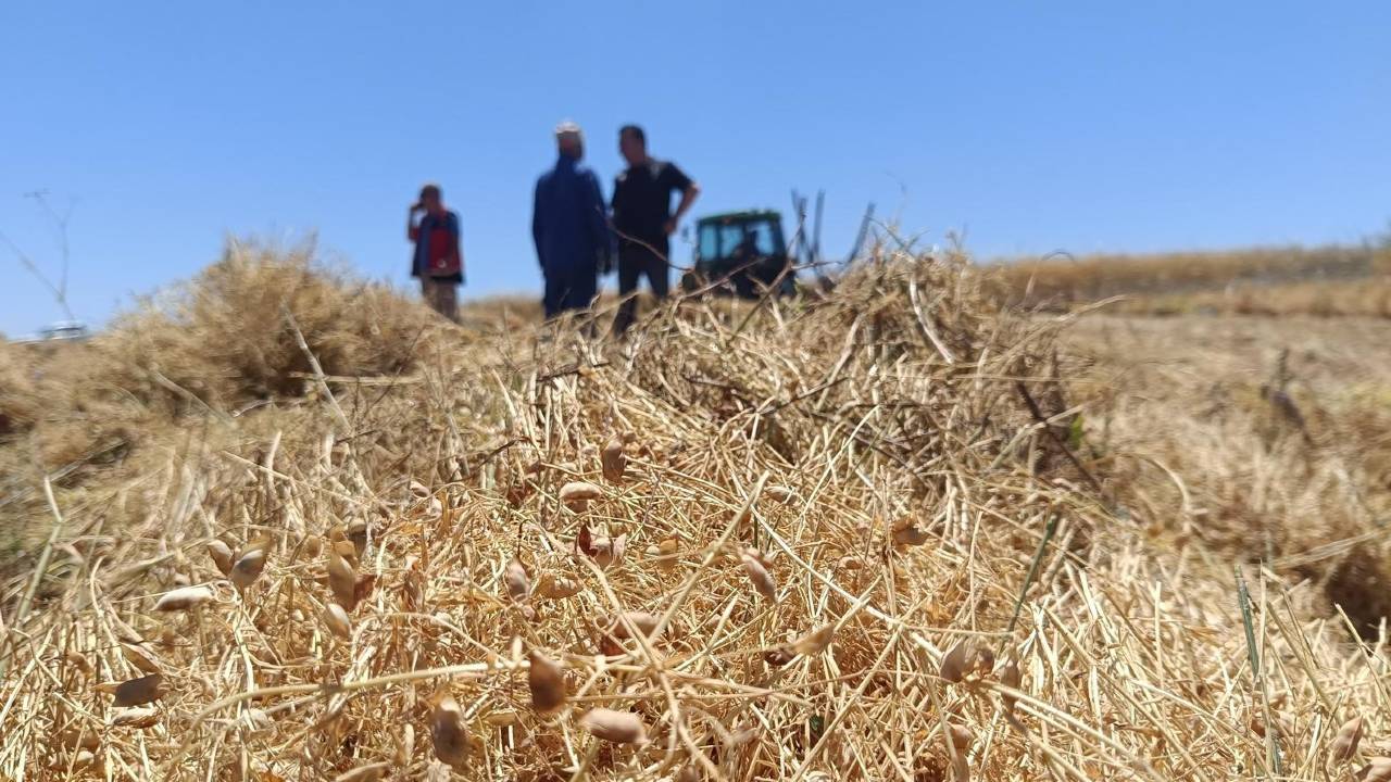 Beyşehir'in 'kırmızı altını' tarlaya indi: 20 bin dekarlık alanda hasat mesaisi