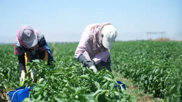 Bilecik'te Coğrafi İşaretli Kamber Biberi'nde Hasat Başladı