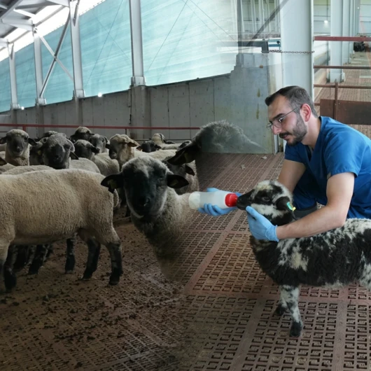 Bilimsel Çalışmalar Kastamonu'da Verimli Sürü Yetiştiriyor