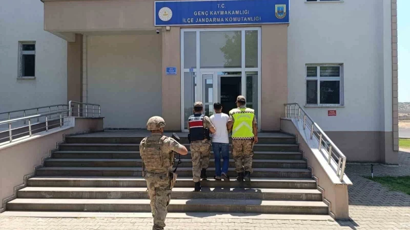 Bingöl'de Tarlada Rekor Uyuşturucu Operasyonu: 42 Bin Kök Kenevir Ele Geçirildi