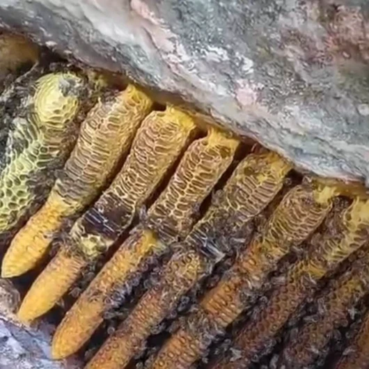 Bingöl’de Kayalıklar Arasında Eşsiz Kaya Balı Bulundu