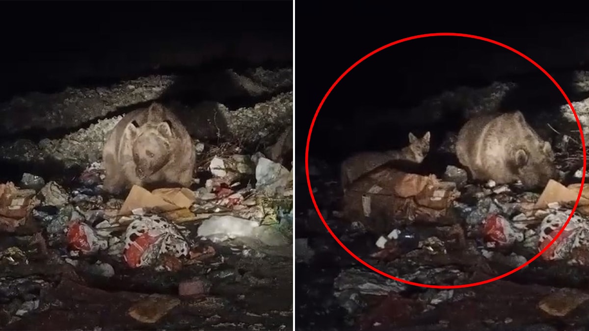 Bingöl'de ayı ve kurtlar çöp konteynerlerine indi