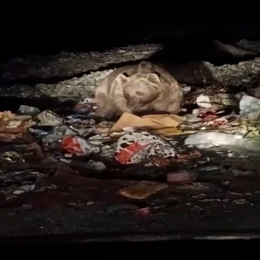 Bingöl'de ayı ve kurtlar çöpten yiyecek ararken görüntülendi