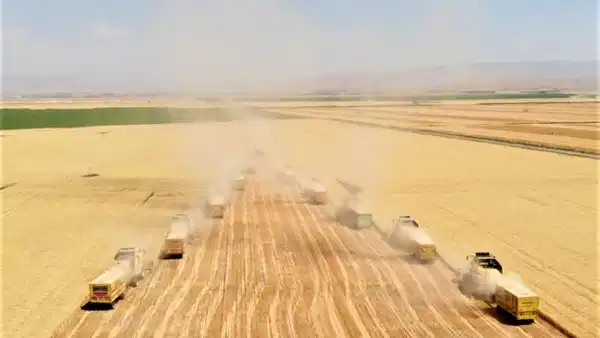 Bingöl'de çifte bereket: İkinci ürün hasadı başlıyor