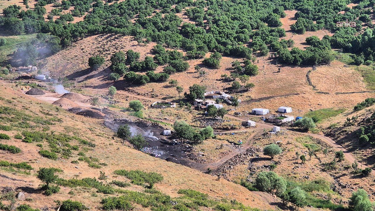 Bingöl'de genç meşe ormanları kesiliyor: Aktivistlerden şeffaflık çağrısı