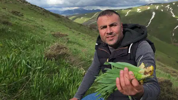 Bitlis dağlarında çiriş otu hasadı: Faydaları saymakla bitmiyor