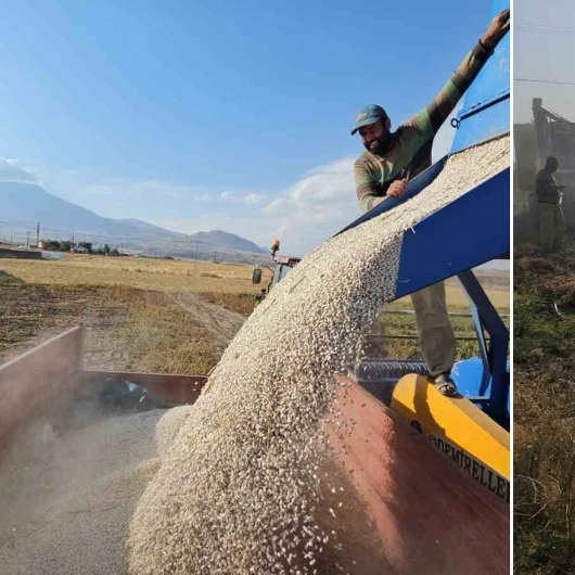 Bitlis'te Fasulye Hasadı Başladı: Üreticinin Yüzü Güldü