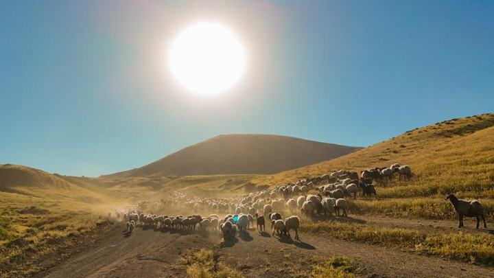 Bitlis'te yayla göçü başladı: Sürülerin tozlu yolculuğu görsel şölen yarattı