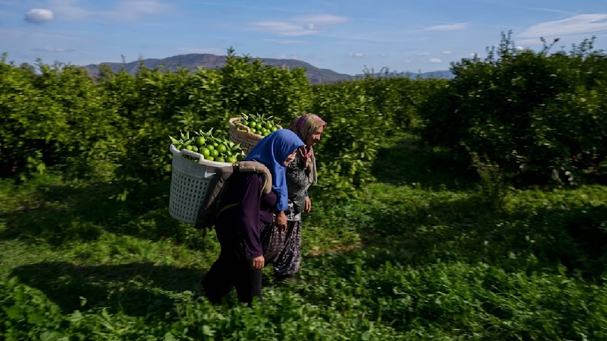 Bodrum'da dev hasat: Yeşil mandalina otellerin gözdesi oldu