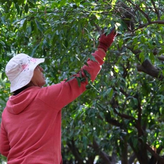 Bodrum mandalinası hasadı: Yeşilken toplanıyor, talep artıyor