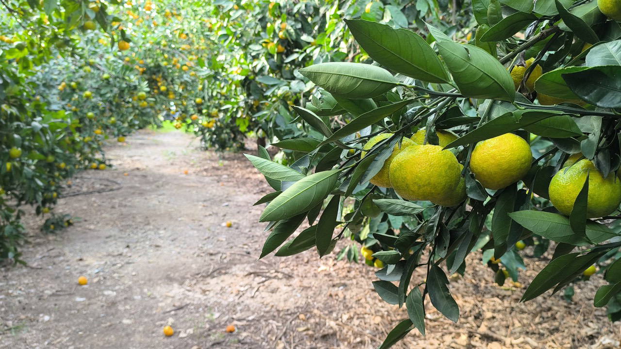Bodrum Mandalinası: Yeşil Hasat Lüks Otellerin Gözdesi