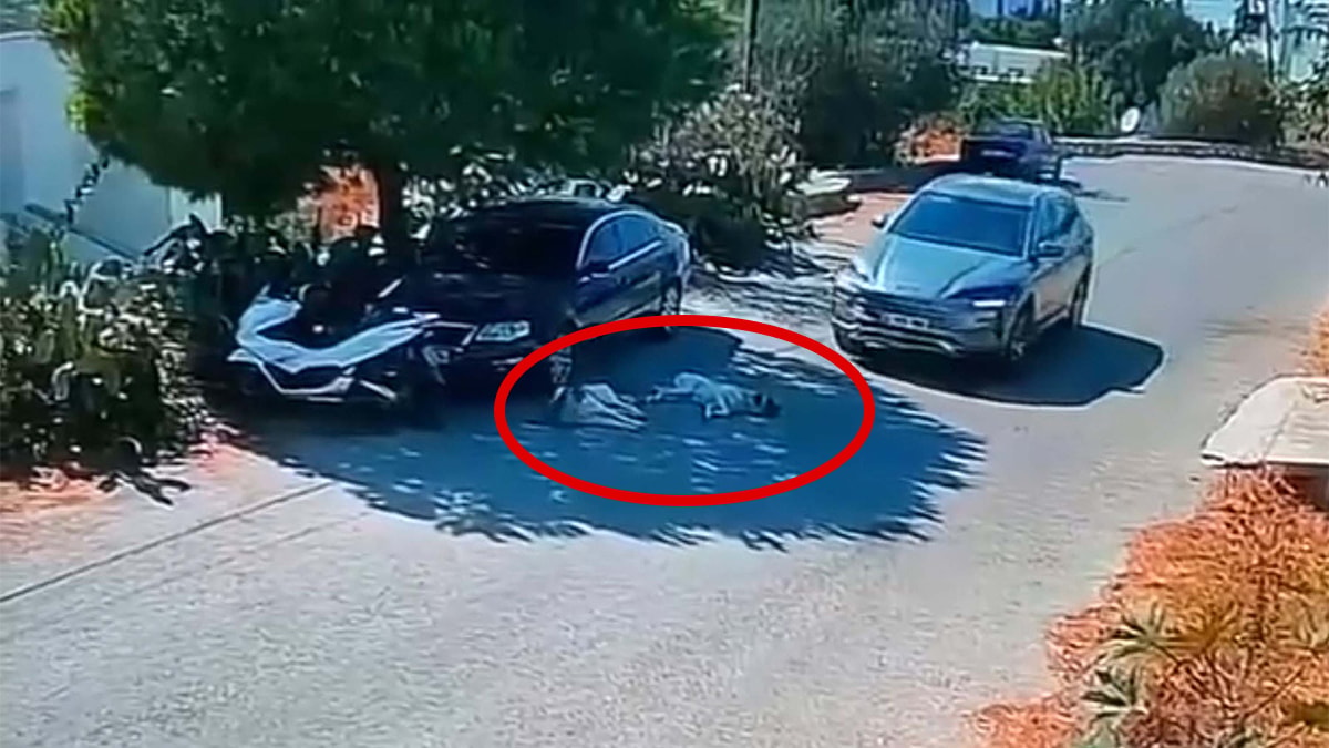 Bodrum'da Araç Altında Kalan Köpekler İçin Savcılık Harekete Geçti
