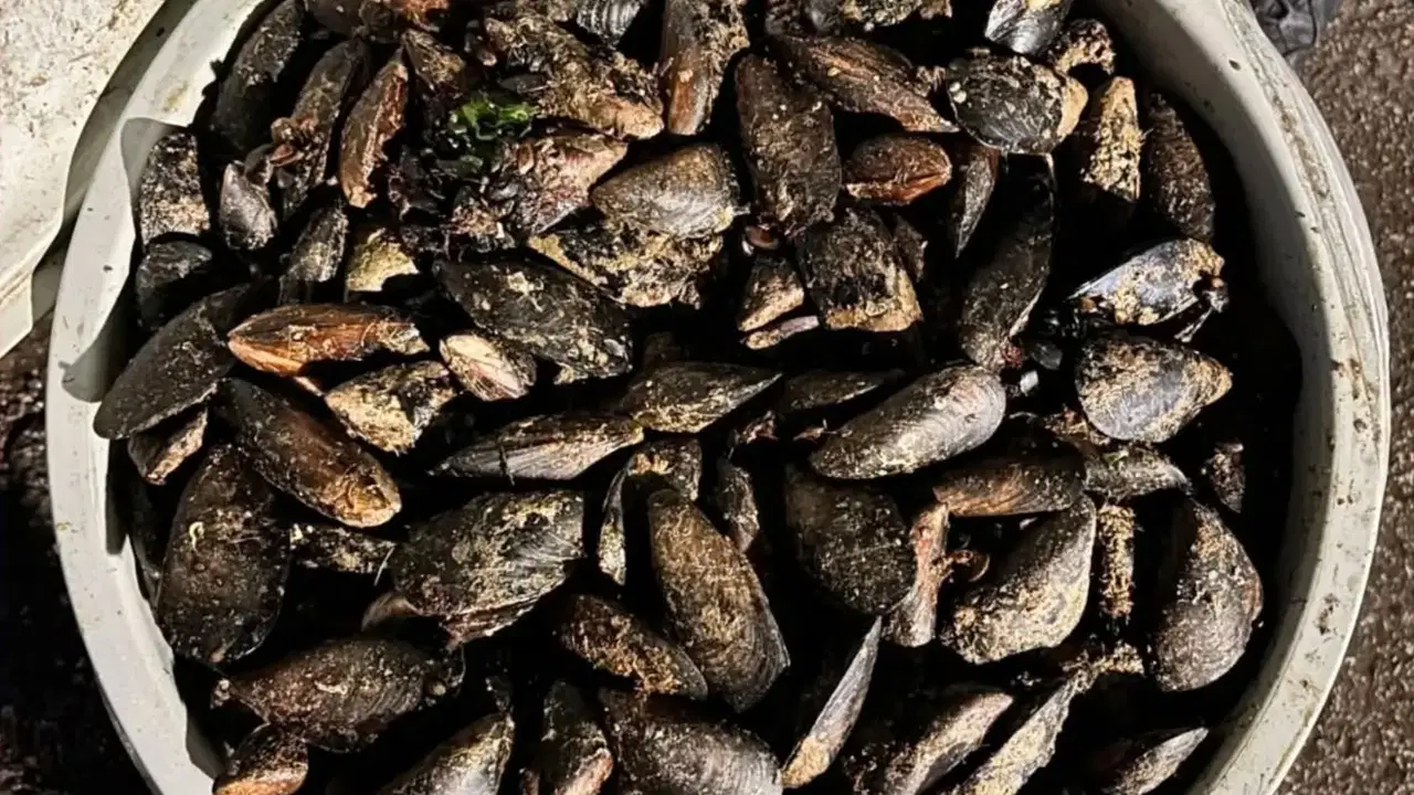 Bolu'da 650 Kilo Bozuk Midye Ele Geçirildi