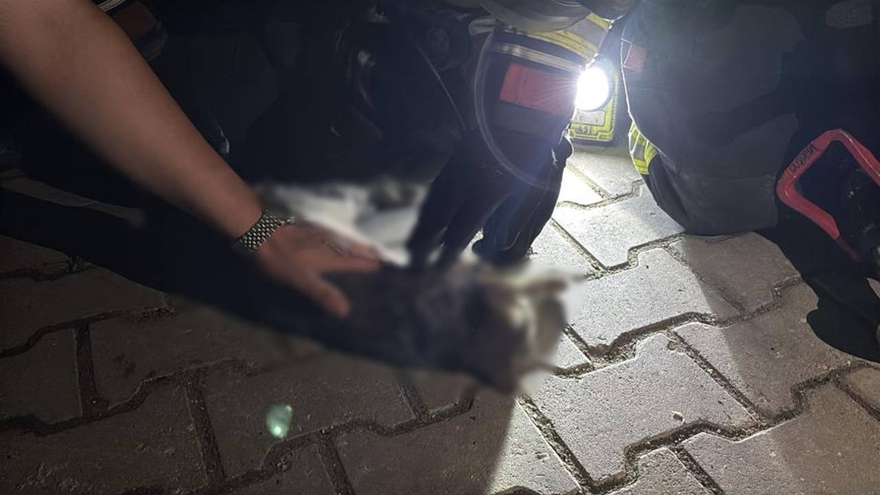 Bolu'da apartman yangını: Kedi kurtarılamadı