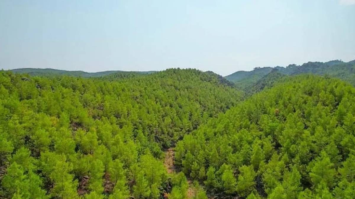 Bolu'da Orman Yangını Riskine Karşı Yasak: 15 Temmuz-30 Eylül'de Giriş Kapalı