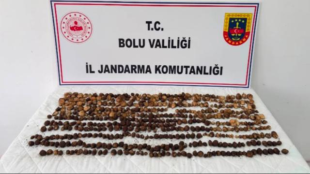 Bolu'da salep toplayan 3 kişiye 2 milyon lira ceza