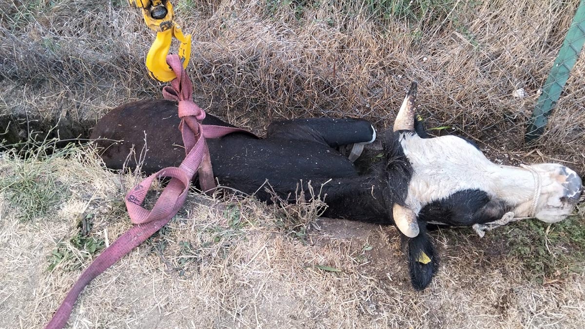 Bolu'da kanala düşen ineği itfaiye kurtardı