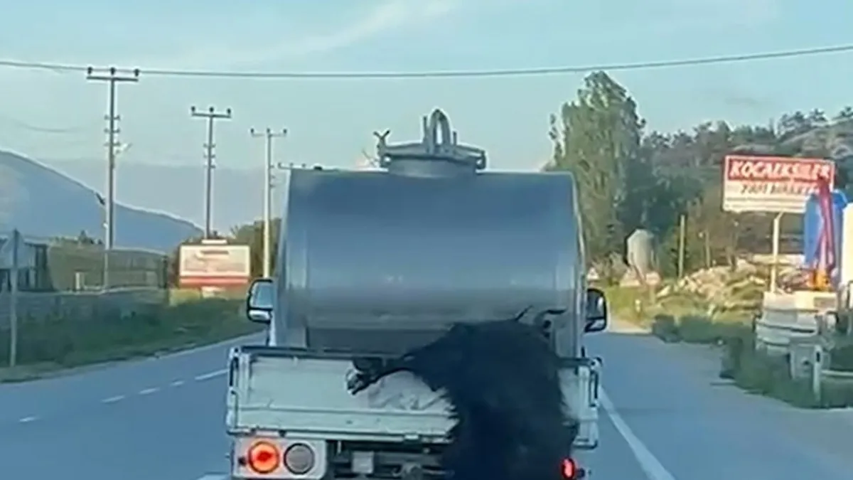 Bolu'da kurbanlık hayvanı aracın arkasında sürükleyen sürücü kamerada